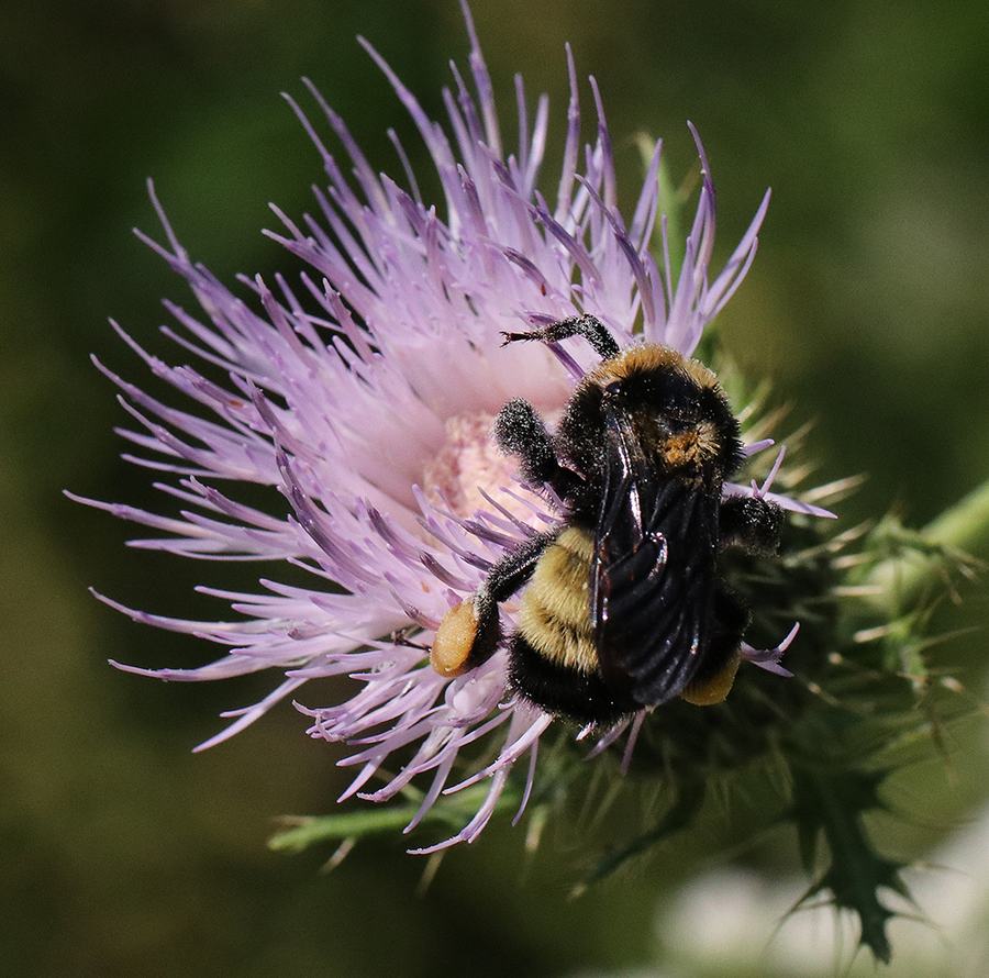 Bumble bee on field thistle