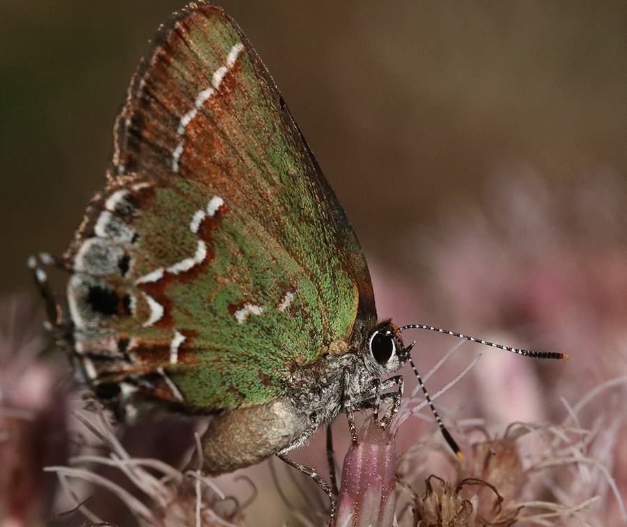 Juniper hairstreak on joe-pye weed