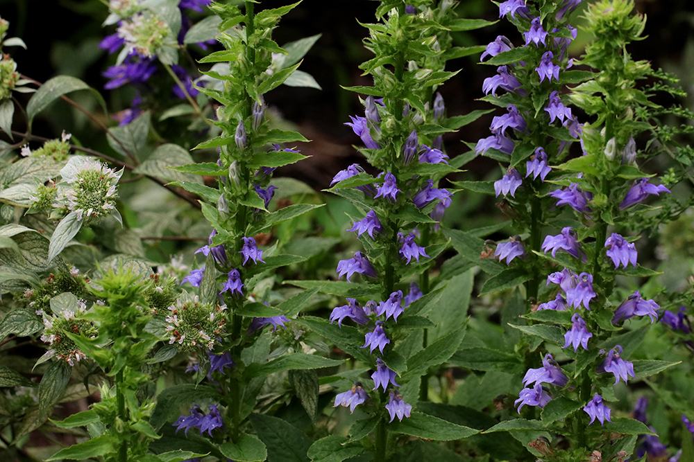 Great blue lobelia and mountain mint. 