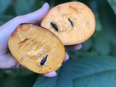 Hand holding two orange fruit halves with black seeds over green leaves