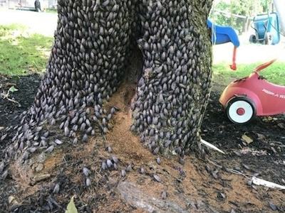 Tree trunk covered with hundreds of cicada exoskeletons clustered on bark and base