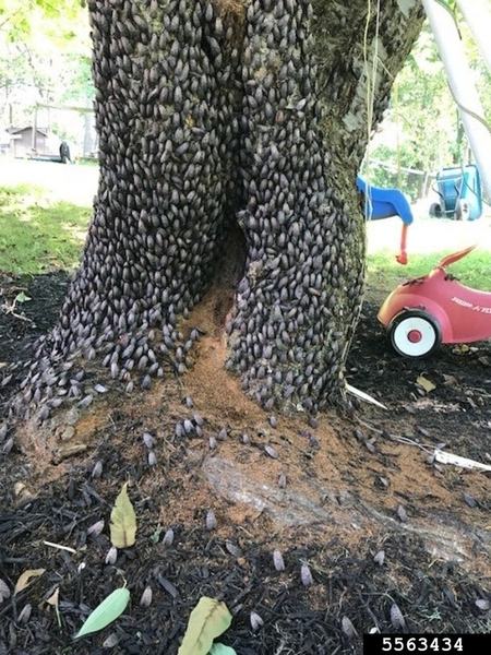 Tree trunk covered with hundreds of cicada exoskeletons clustered on bark and base