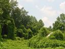 kudzu covered outdoor space