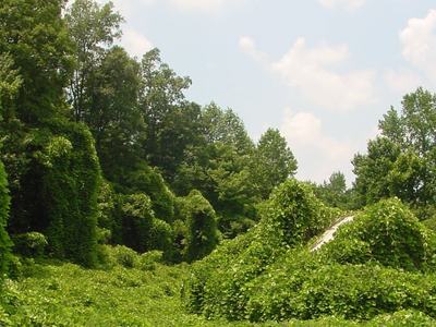 kudzu covered outdoor space