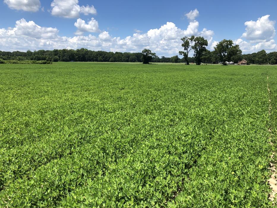 A field of peanut plants, less than 20% yellow.