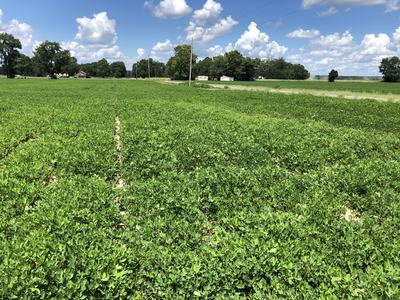 A field of peanut plants.