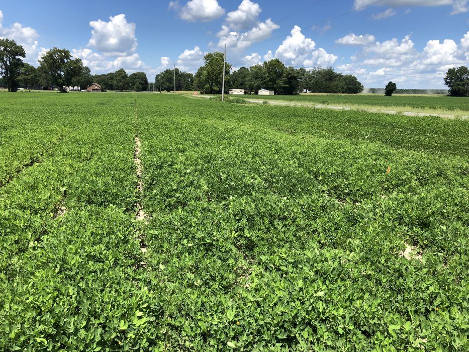 A field of peanut plants.