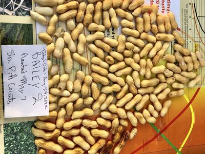 A sample of mature pods on a chart that denotes how to tell maturity levels in peanut.