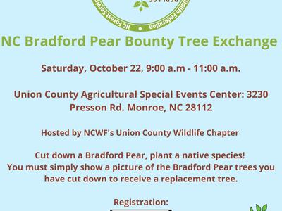 Bradford Pear Tree, Why are Bradford Pears Bad, Trees with Fishy Odor, Trees with Smelly Odor, Trees that Stink, Tree Stinks, Bradford Pear, Tree with White Flowers