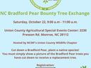 Bradford Pear Tree, Why are Bradford Pears Bad, Trees with Fishy Odor, Trees with Smelly Odor, Trees that Stink, Tree Stinks, Bradford Pear, Tree with White Flowers