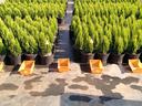 plants