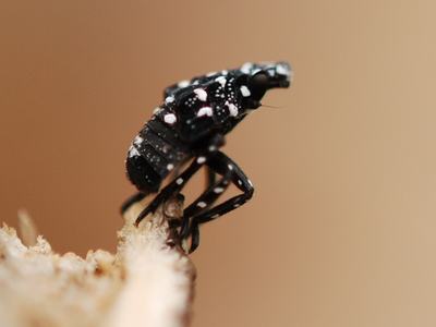 Black planthopper nymph with white spots perched on a twig
