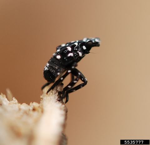 Black planthopper nymph with white spots perched on a twig