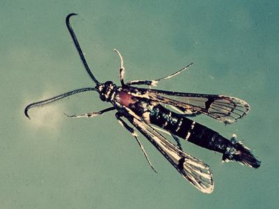 Male peachtree borer moth