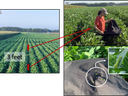 Soybean rows 3 feet apart; researcher uses a black beat sheet in plants; inset green caterpillar.