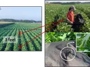 Soybean rows 3 feet apart; researcher uses a black beat sheet in plants; inset green caterpillar.