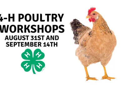 4-h poultry workshops