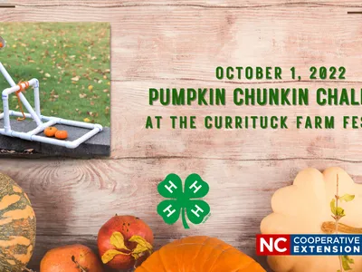 pumpkins and a pumkin launching device