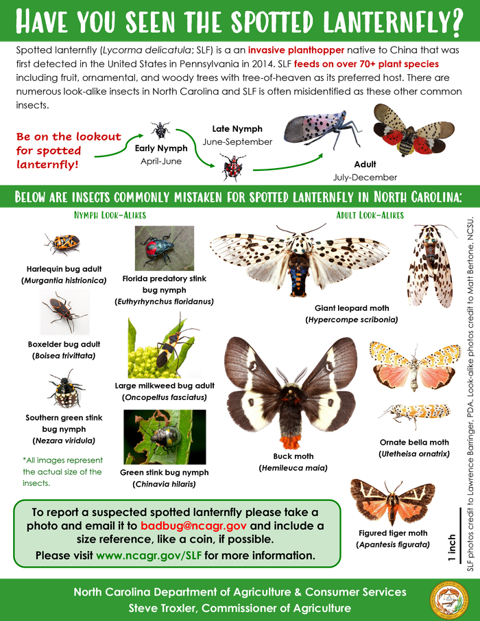 NC State Extension agents, specialists and experts are educating people in North Carolina about the invasive spotted lanternfly