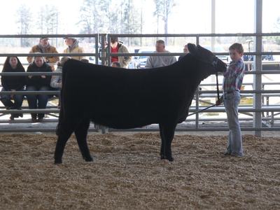 Child holding a halter and showing a black steer in an indoor livestock ring