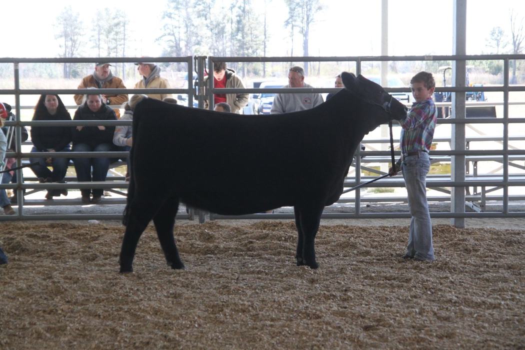 Child holding a halter and showing a black steer in an indoor livestock ring