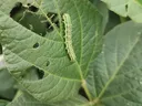 A small green caterpillar on a leaf along side a whole that was eaten into it.