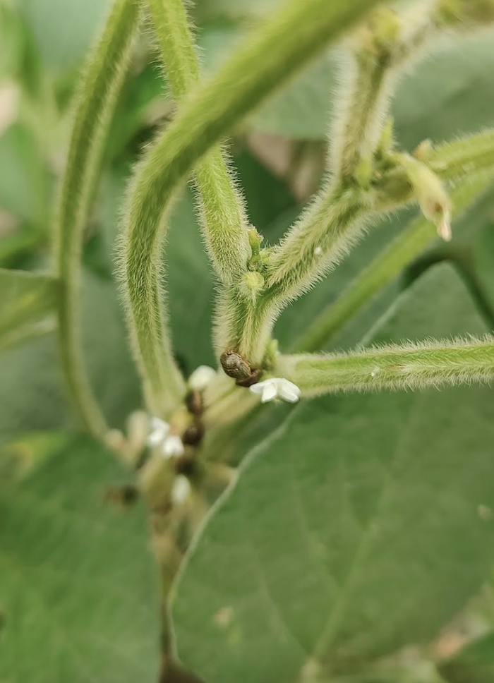 A small brown bug on the vertical stalk of a green plant.