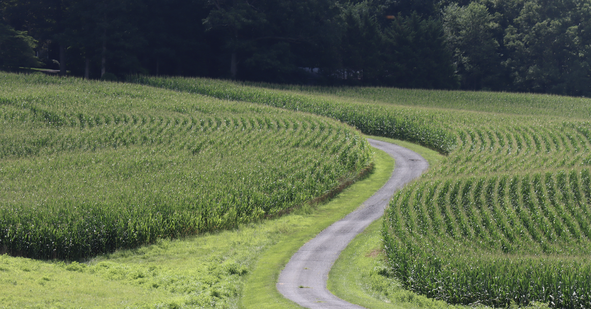 A gravel road moves through a corn field.
