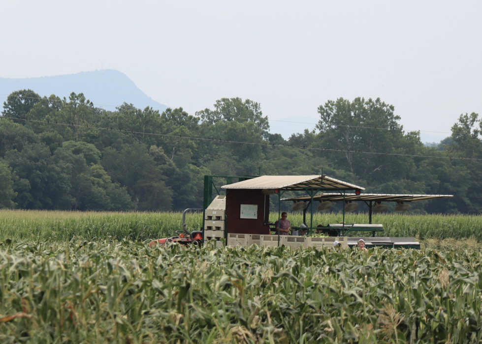 A tractor in a corn field.