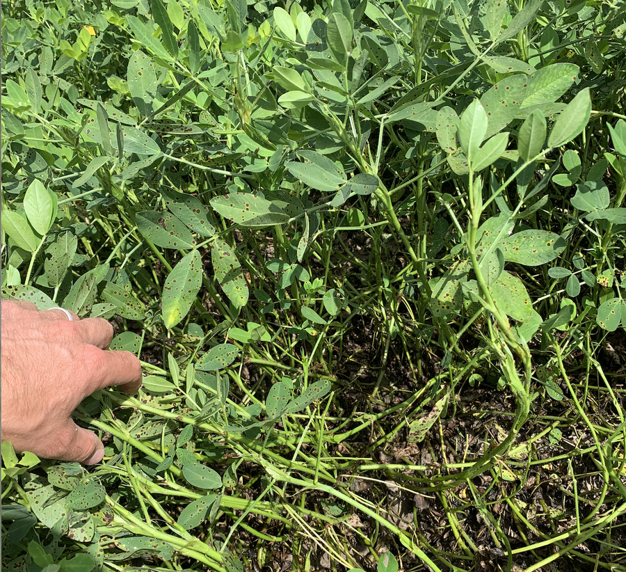 Peanut leaf spot