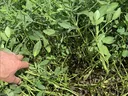 Peanut leaf spot