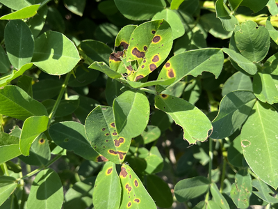 Brown burn spots on green peanut leaves.