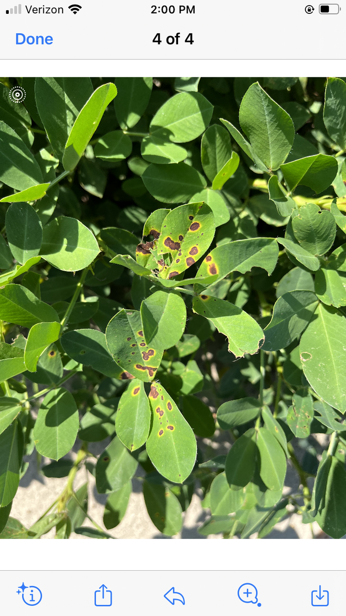 Brown burn spots on green peanut leaves.