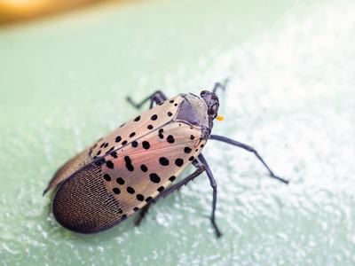 NC State Extension agents, specialists and experts are educating people in North Carolina about the invasive spotted lanternfly