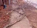 Trees limbs down after storm