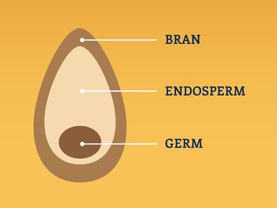 A cross section of a seed showing the bran, endosperm and germ. 