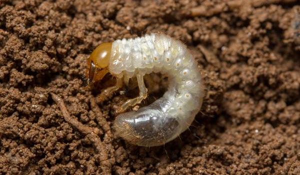 Japanese Beetle Grubs in Turf - Union County Center | N.C.