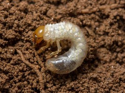 White Grub, Beetles, Japanese Beetle Grubs, White Larvae