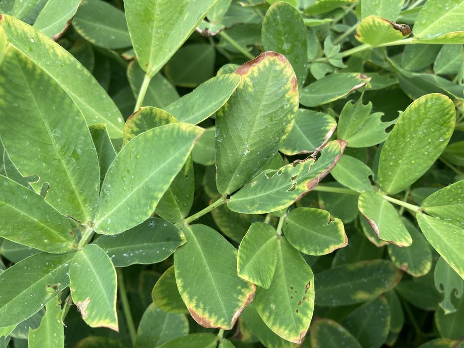 Peanut displaying burn from Boron Toxicity. 