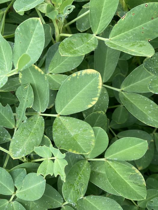 Peanut leaves with yellow tinged leaves on the edge of leaves. 