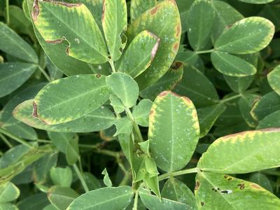 Peanut displaying burn from Boron Toxicity. 