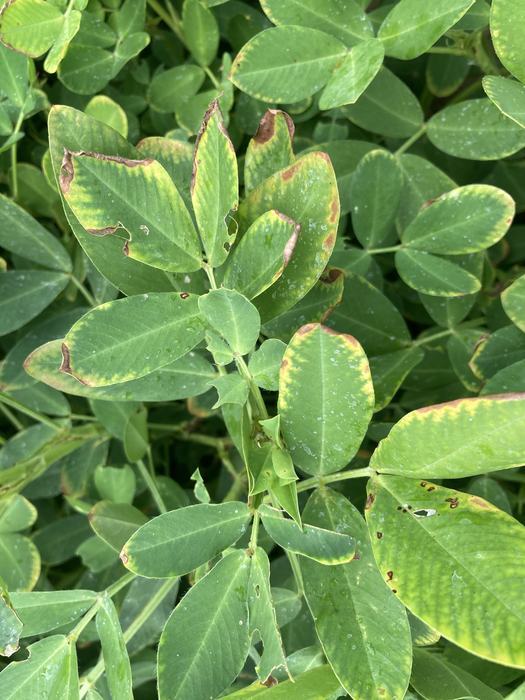 Peanut displaying burn from Boron Toxicity. 