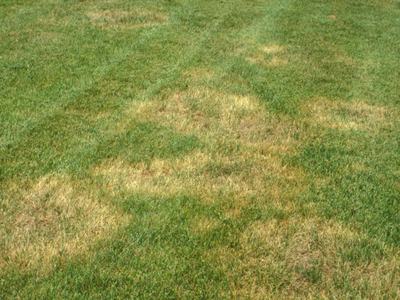 brown patch in lawn