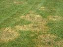 brown patch in lawn