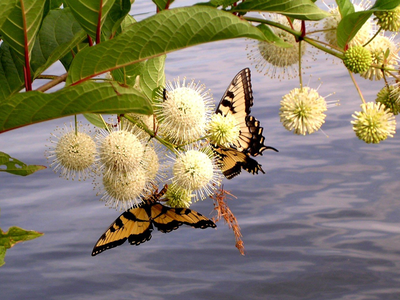 easter swallowtail butterfly