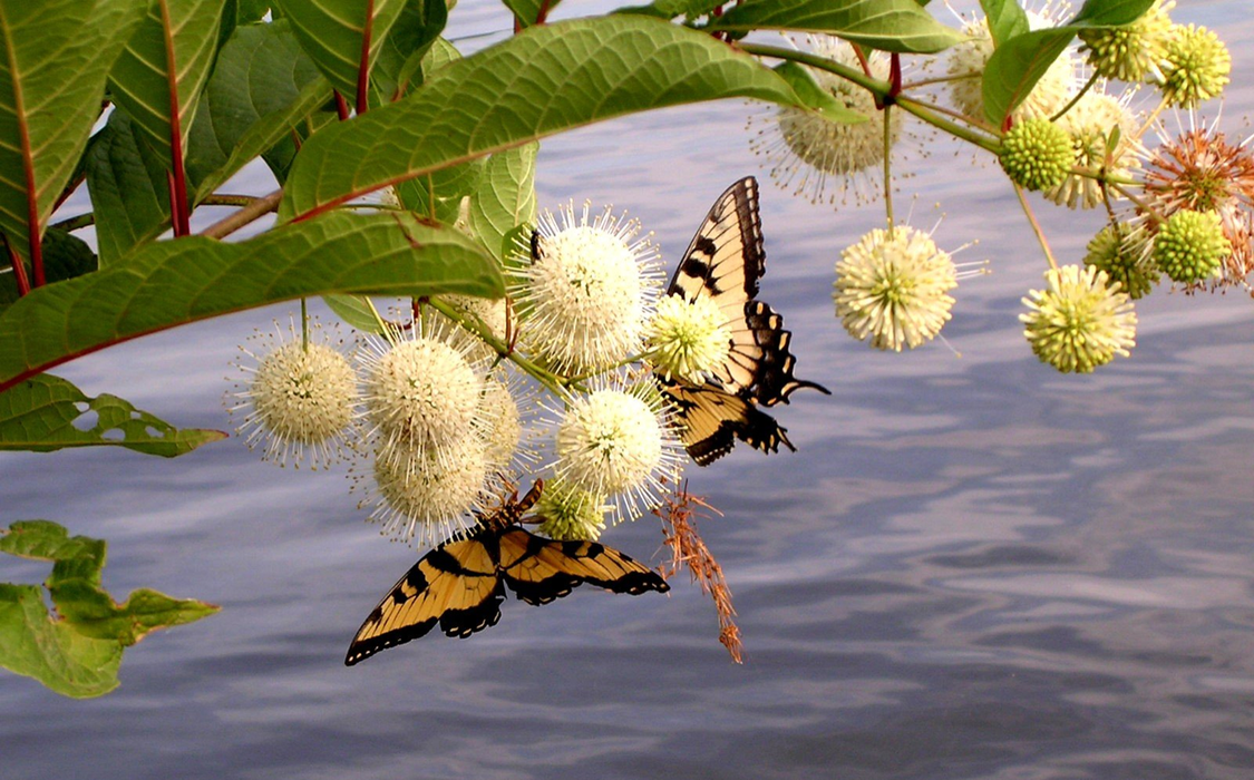eastern swallowtail butterflies on buttonbush flowers near a lake
