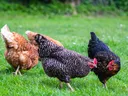 Picture of chickens