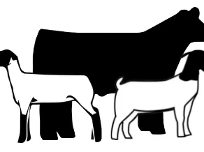 Silhouettes: a large cow standing behind two goats
