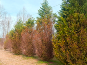 Row of green and brown conifer trees along a grassy path under a pale sky
