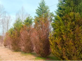 Row of green and brown conifer trees along a grassy path under a pale sky